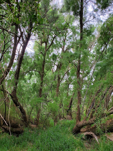 Park «Hugh Ramsey Nature Park», reviews and photos, 1000 TX-499 Loop, Harlingen, TX 78550, USA