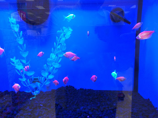 Pet Supply Store «Petco Animal Supplies», reviews and photos, 3012 Bridgepointe Pkwy, San Mateo, CA 94404, USA