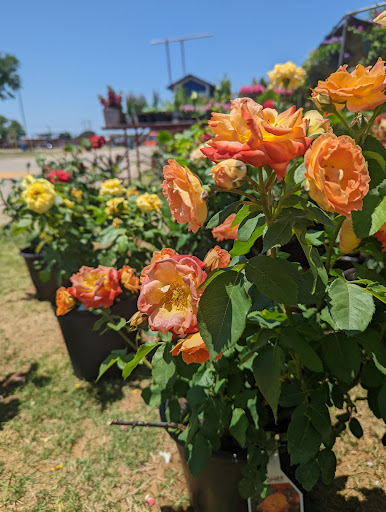 Flea Market «The Mission Market Open Air Market», reviews and photos, 207 W Chavaneaux Rd, San Antonio, TX 78221, USA