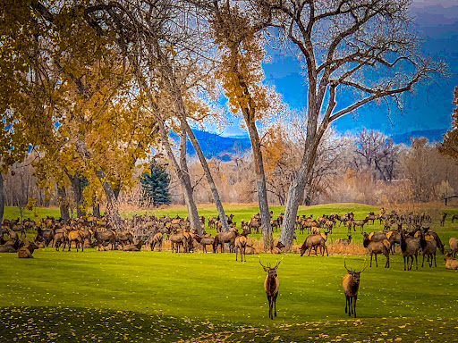 Golf Course «Mariana Butte Golf Course», reviews and photos, 701 Clubhouse Dr, Loveland, CO 80537, USA