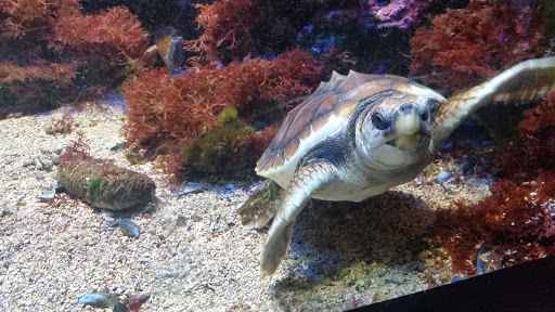 Monaco Aquariums