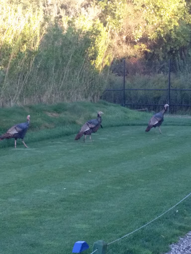 Golf Course «Mill Pond Golf Course», reviews and photos, 300 Mill Rd, Medford, NY 11763, USA