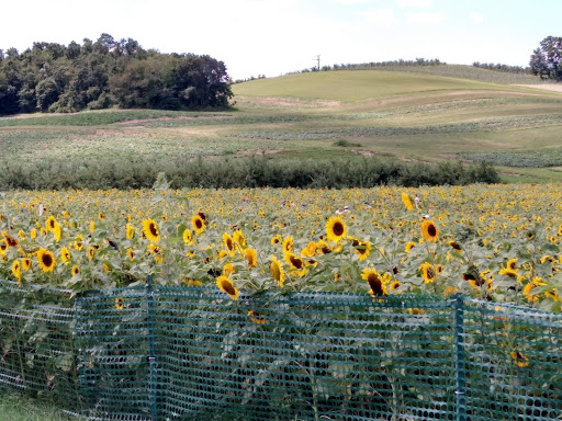 Tourist Attraction «Sunflower Maze», reviews and photos, South St, Middlefield, CT 06455, USA