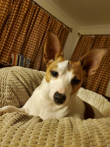 Mountain Top Veterinary Hospital