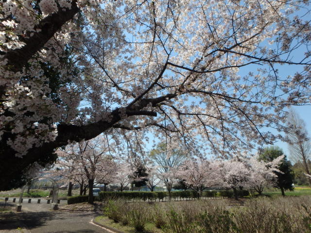 富士見ホタル親水公園