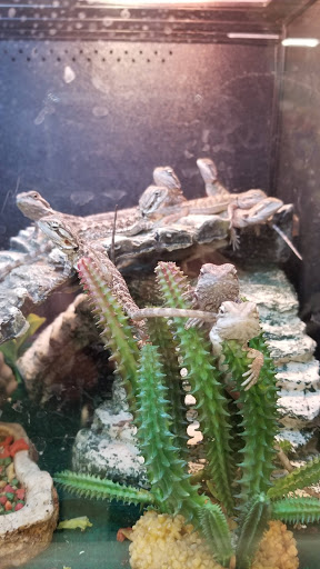 Pet Supply Store «PetSmart», reviews and photos, 3132 Vestal Pkwy E, Vestal, NY 13850, USA