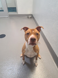 Placer SPCA - Photo 3 - Car repair in Roseville, CA, Roseville