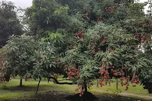 Mashimpur Lichi Garden image