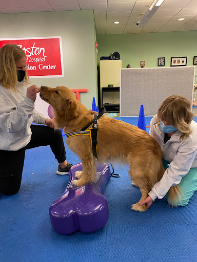 Boston Pet Rehabilitation image