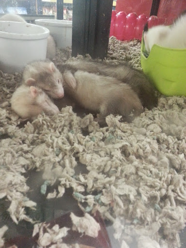 Pet Supply Store «Petco Animal Supplies», reviews and photos, 45205 Worth Ave, California, MD 20619, USA