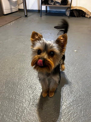 Belleï¿½s Tails Of Great Waltham