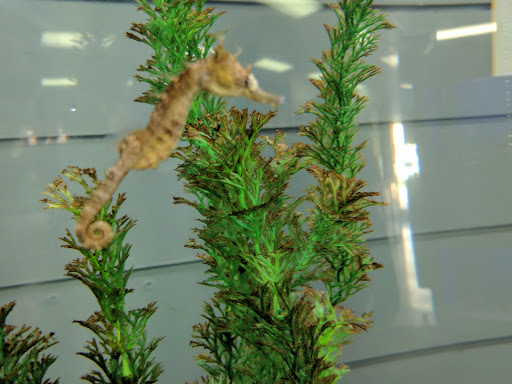 Tropical Fish Store «Aquatouch», reviews and photos, 12040 N 32nd St, Phoenix, AZ 85028, USA