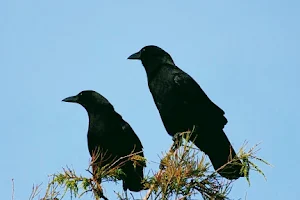 Crow Field(कौवा का मैदान) image