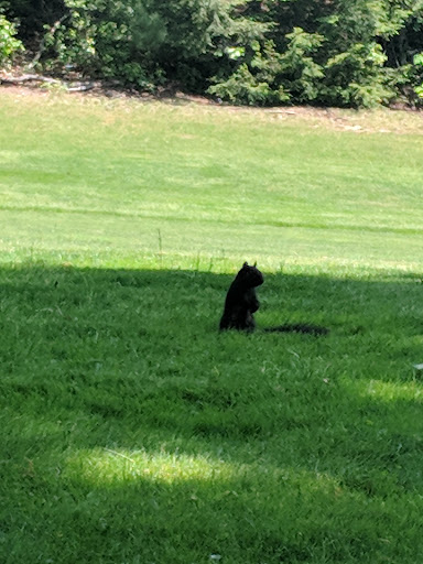 Public Golf Course «Edgewood Golf Course», reviews and photos, 161 Sheep Pasture Rd, Southwick, MA 01077, USA