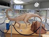 Geological Survey Museum Logo, Windhoek, Namibia, Museum