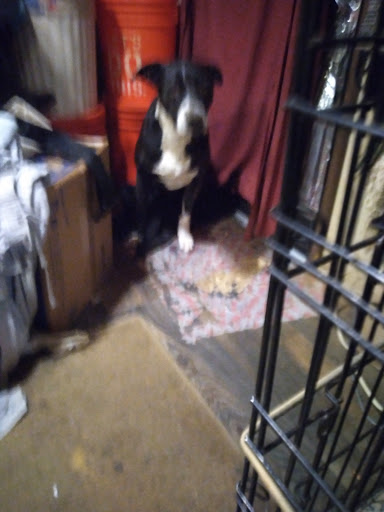 Thrift Store «Pet Rescue Thrift Store», reviews and photos, 3564 Central Ave, Riverside, CA 92506, USA