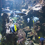 Photo n° 5 de l'avis de Fabrice.A fait le 17/08/2022 à 08:04 pour Aquarium de Limoges à Limoges