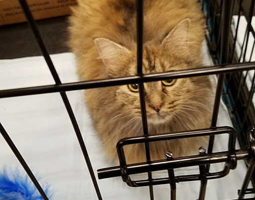 Pet Supply Store «PetSmart», reviews and photos, 3500 IN-38, Lafayette, IN 47905, USA