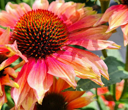 Garden Specialists Richter - Andreas Richter photo