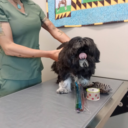 Ardmore Companion Animal Hospital image