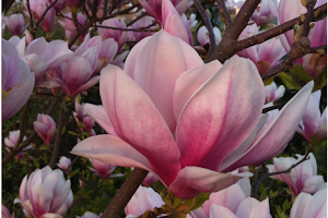 Magnolias med.Fusspflege & Fingernagelmodellage image