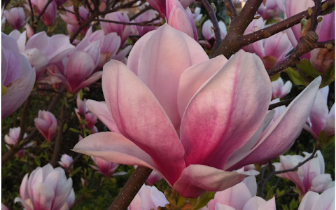 Magnolias med.Fusspflege & Fingernagelmodellage image