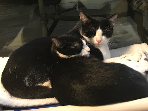 Pet Supply Store «Pet Supplies Plus», reviews and photos, 1262 OH-303, Streetsboro, OH 44241, USA