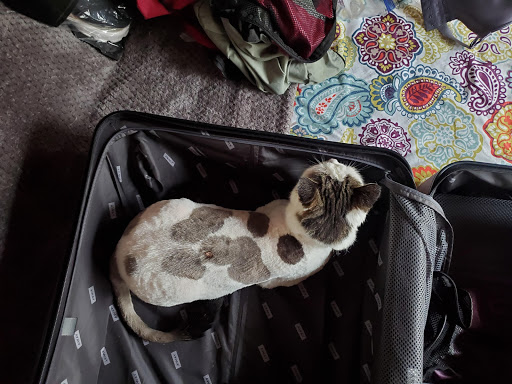 Pet Boarding Service «Ohana Pet Resort», reviews and photos, 25 N Grove St, Merritt Island, FL 32953, USA