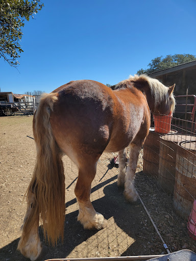 Pony Ride Service «The Farmyard», reviews and photos, 30250 Leroy Scheel Rd, Bulverde, TX 78163, USA