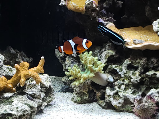 Aquarium «St. Lucie County Aquarium», reviews and photos, 420 Seaway Dr, Fort Pierce, FL 34949, USA