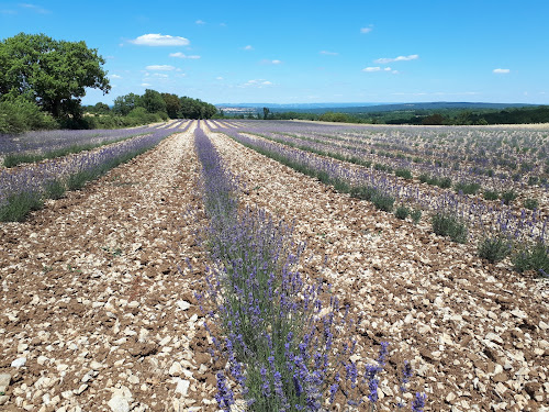 Bergers des lavandes à Soulomès