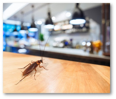 Quality Affordable Pest Control Pickering