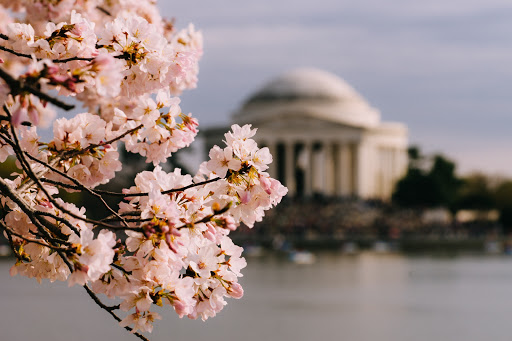 Monument «Thomas Jefferson Memorial», reviews and photos, 701 E Basin Dr SW, Washington, DC 20242, USA