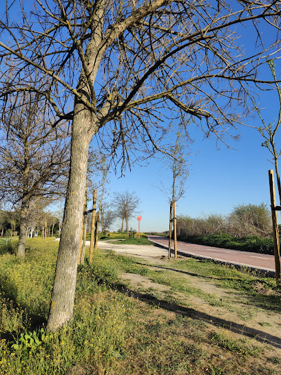 Parque – Álamo del arroyo Butarque – Leganés
