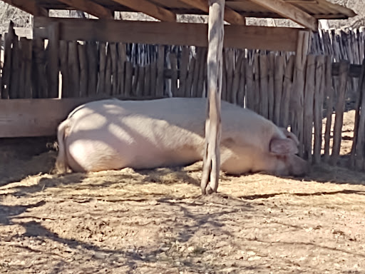State Park «Lyndon B. Johnson State Park & Historic Site», reviews and photos, 199 Park Road 52, Stonewall, TX 78671, USA