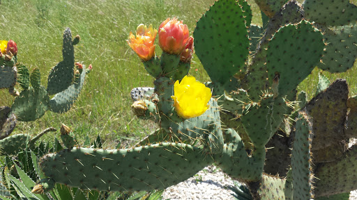 Golf Course «Cowan Creek Golf Club», reviews and photos, 1433 Cool Spring Way, Georgetown, TX 78633, USA