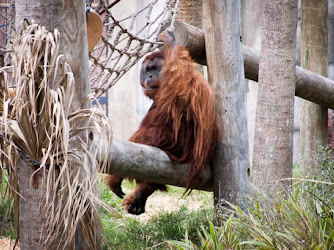 Audubon Zoo