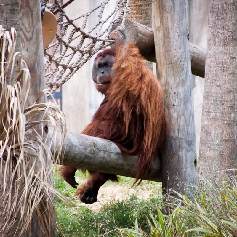 Audubon Zoo