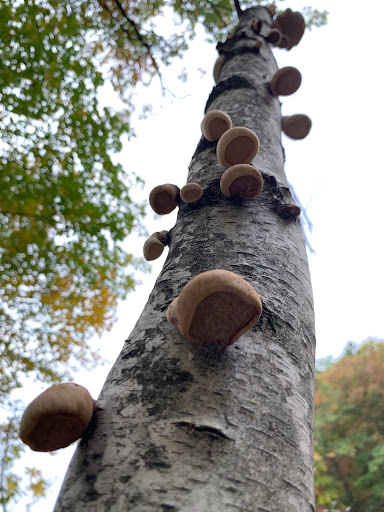 Nature Preserve «Greenbrook Nature Sanctuary», reviews and photos, Green Brook Rd, Tenafly, NJ 07670, USA