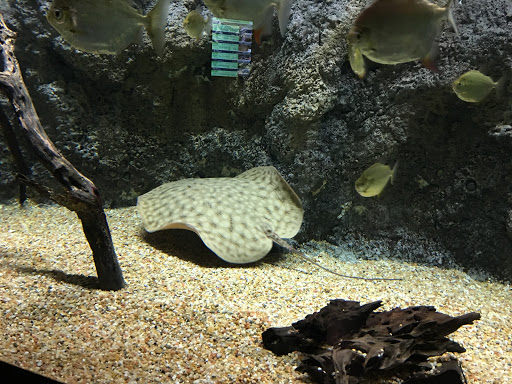 Aquarium Mesa