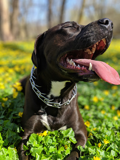 Nature Preserve «Forest Glen Woods», reviews and photos, 5420 N Forest Glen Ave, Chicago, IL 60630, USA