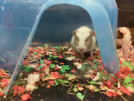 Pet Supply Store «PetSmart», reviews and photos, 288 12th Ave, Hanford, CA 93230, USA