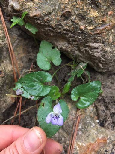 Non-Profit Organization «Houston Audubon Society», reviews and photos, 440 Wilchester Blvd, Houston, TX 77079, USA