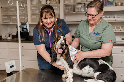 Animal Emergency Hospital