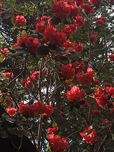 Botanical Garden «Rhododendron Species Botanical Garden», reviews and photos, 2525 S 336th St, Federal Way, WA 98003, USA