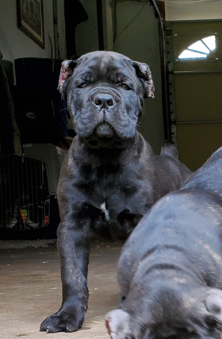 Griffin Cane Corso