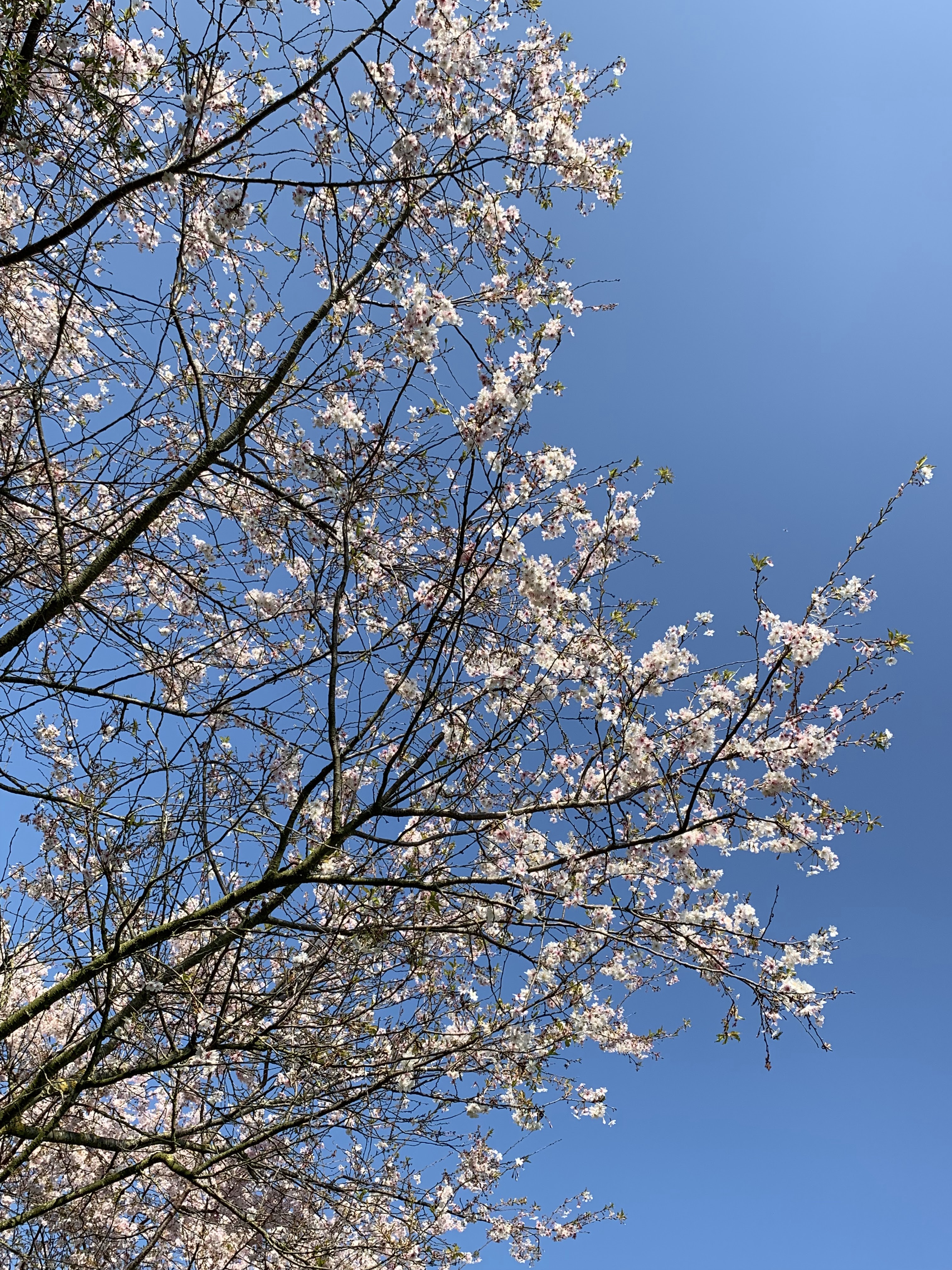 Photo n° 8 de l'avis de Huynh.h fait le 22/03/2019 à 19:10