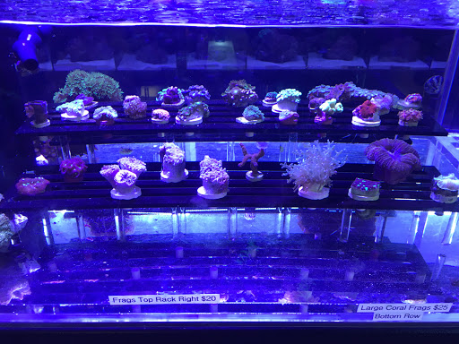 Aquarium «Artistic Aquariums, Inc», reviews and photos, 3400 N Arizona Ave #111, Chandler, AZ 85225, USA