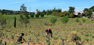 Clos Mané Tresserre