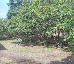 Jambu Lebaklarang photo